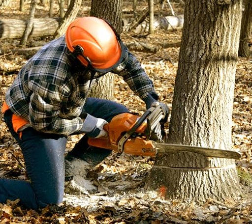 Tree Removal in Garland, UT